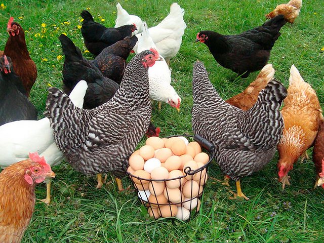 Содержание кур и уход за ними | ЗооТом - продажа, вязка и услуги для животных в Шагонаре