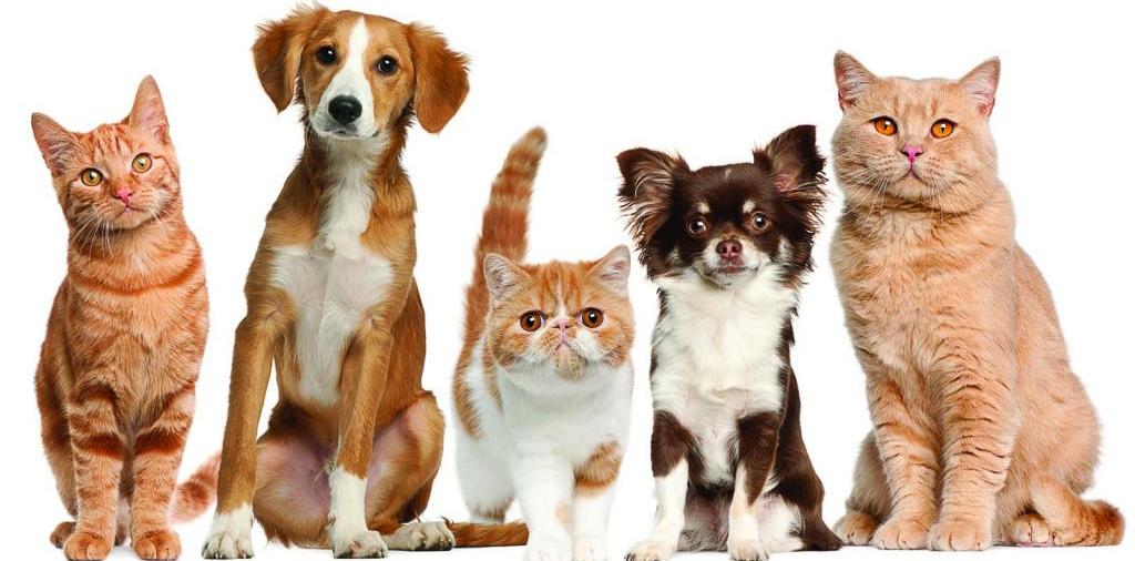 Доска объявлений о животных | ЗооТом - продажа, вязка и услуги для животных в Шагонаре