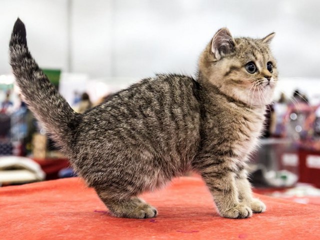 Породы кошек в Шагонаре | ЗооТом портал о животных