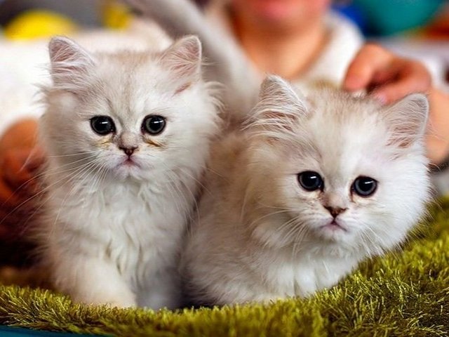 Породы кошек в Шагонаре | ЗооТом портал о животных
