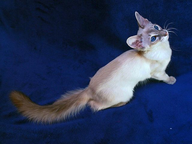 Выведенные породы кошек в Шагонаре | ЗооТом портал о животных