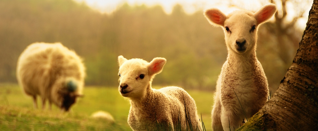 Объявления о сельскохозяйственных животных | ЗооТом - продажа, вязка и услуги для животных в Шагонаре