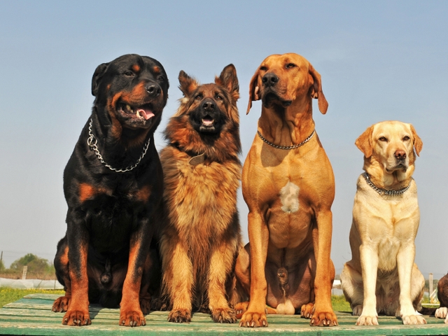 Крупные породы собак в Шагонаре | ЗооТом портал о животных