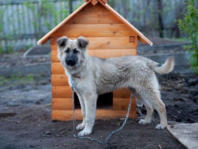 Все о собаках в Шагонаре Все о собаках в Шагонаре